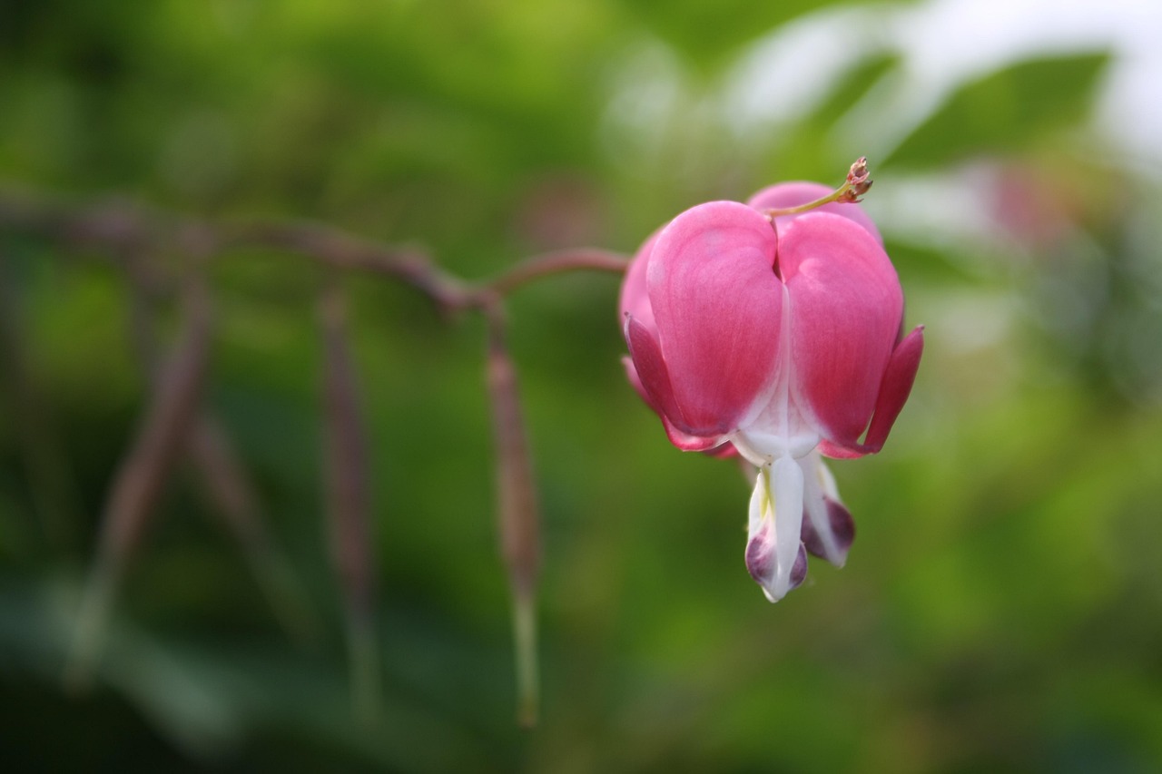 Plant Flower Beauty Free photo on Pixabay Pixabay