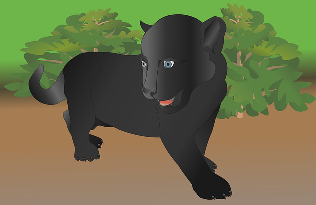 Leopard, Svart, Cub, Jungel, Dyrehage