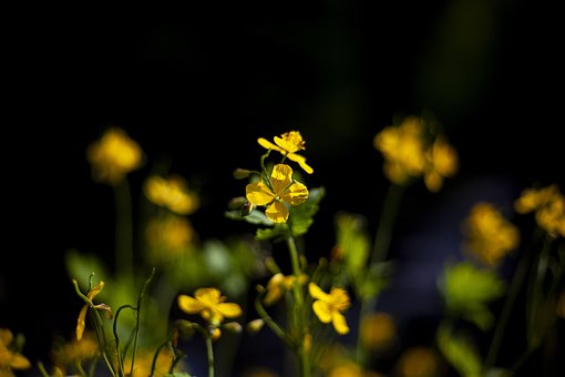 Blume, Blumen Hintergrund, Schöne Blumen