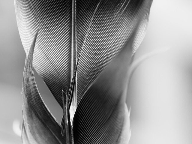 Free Feather Filigree photo and picture