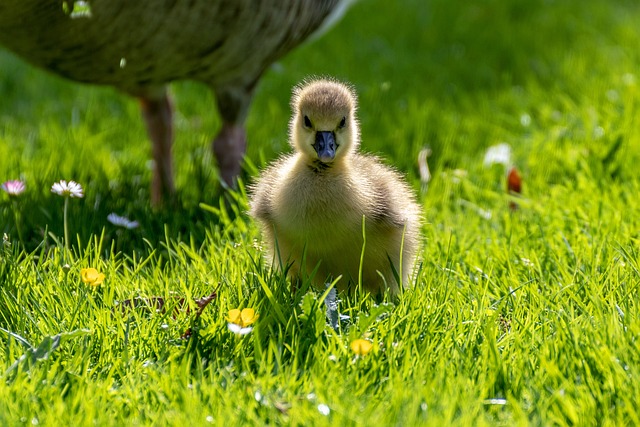 Gans, Tierbaby, Nahaufnahme, Natur