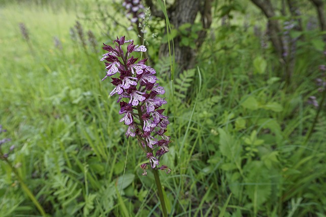 Purpurknabenkraut, Wilde Orchidee, Blume
