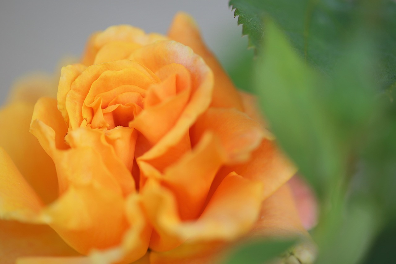 Yellow Rose Golden Medal Green - Free photo on Pixabay - Pixabay