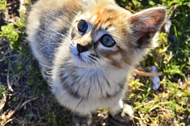 Free Cat Cute photo and picture