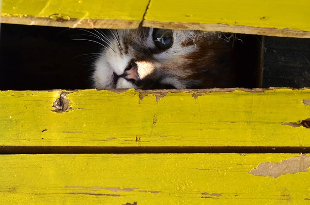 Free Cat Cute photo and picture