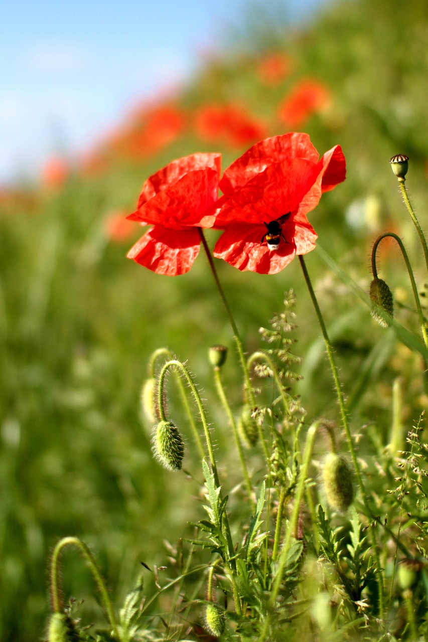 Poppies Poppy Red Free photo on Pixabay Pixabay