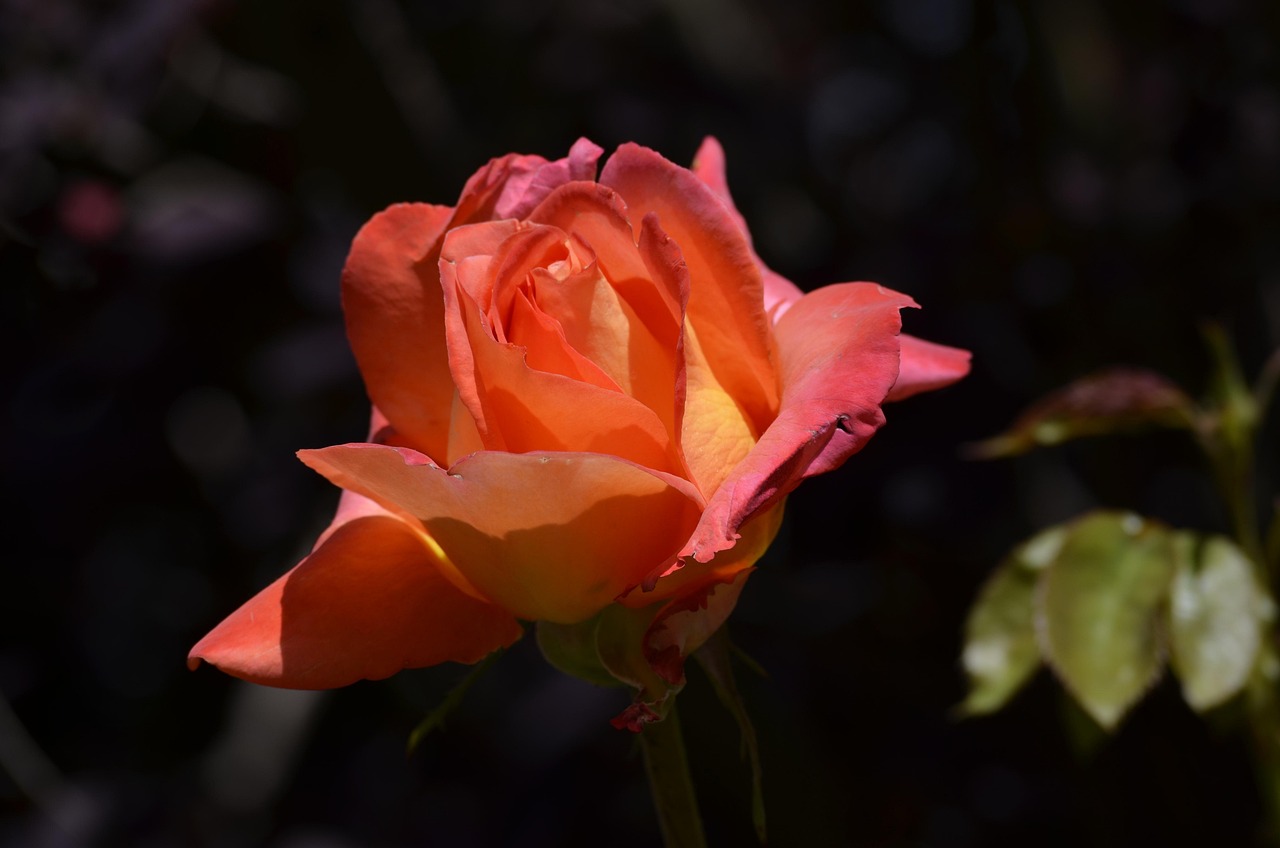 Rose Blossom Bloom - Free photo on Pixabay