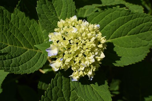 Free Hydrangea Plant photo and picture