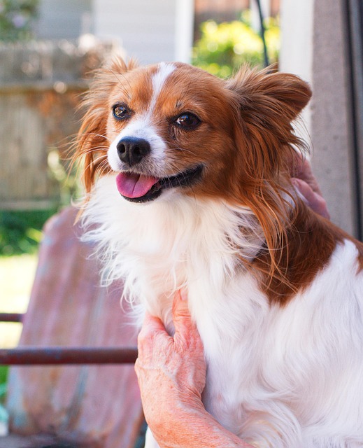 Hond, Vrolijk, Huisdier, Puppy, Schattig