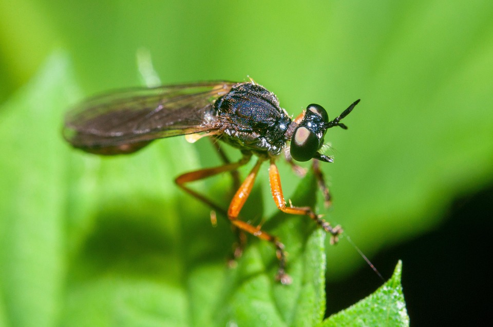 Insecte Battant Mucha - Photo gratuite sur Pixabay