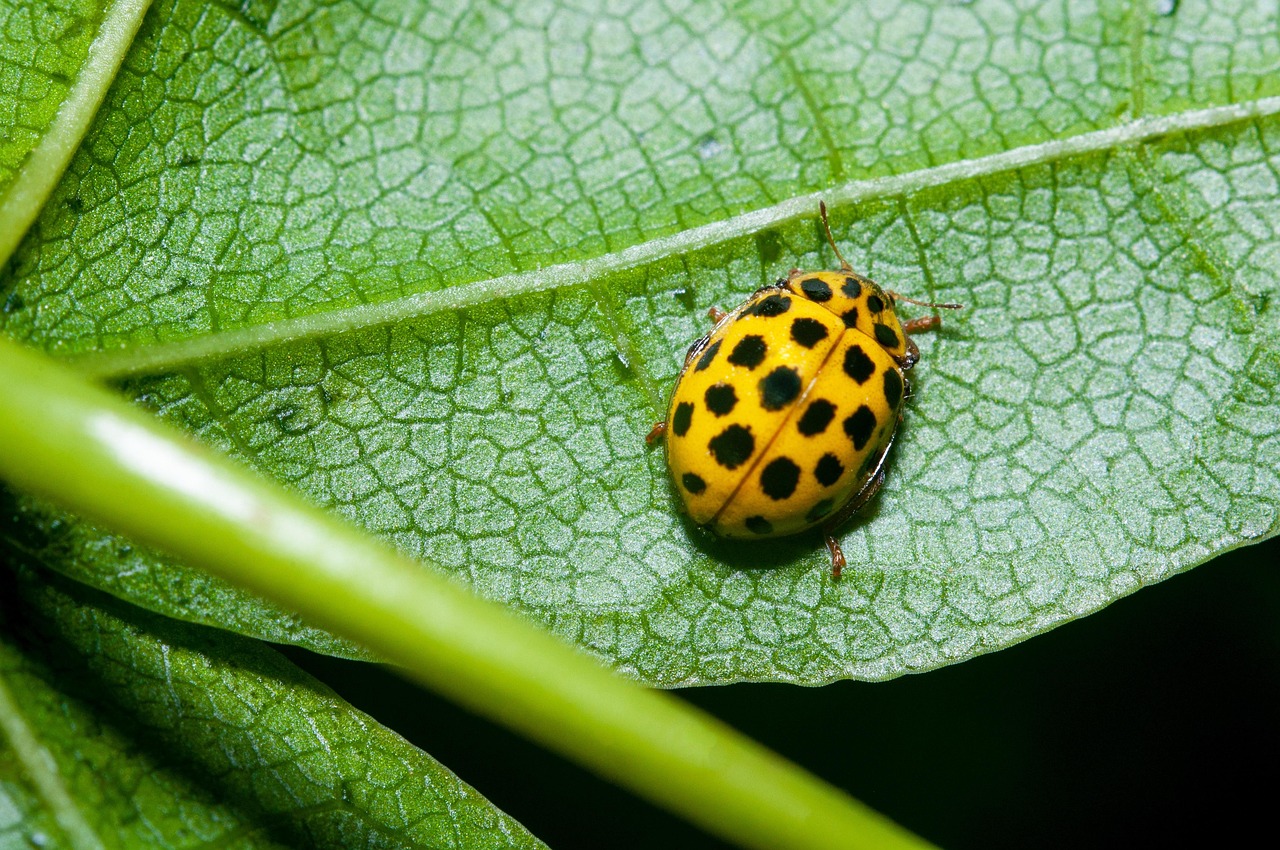 Ladybug Insect Cockchafer The - Free photo on Pixabay