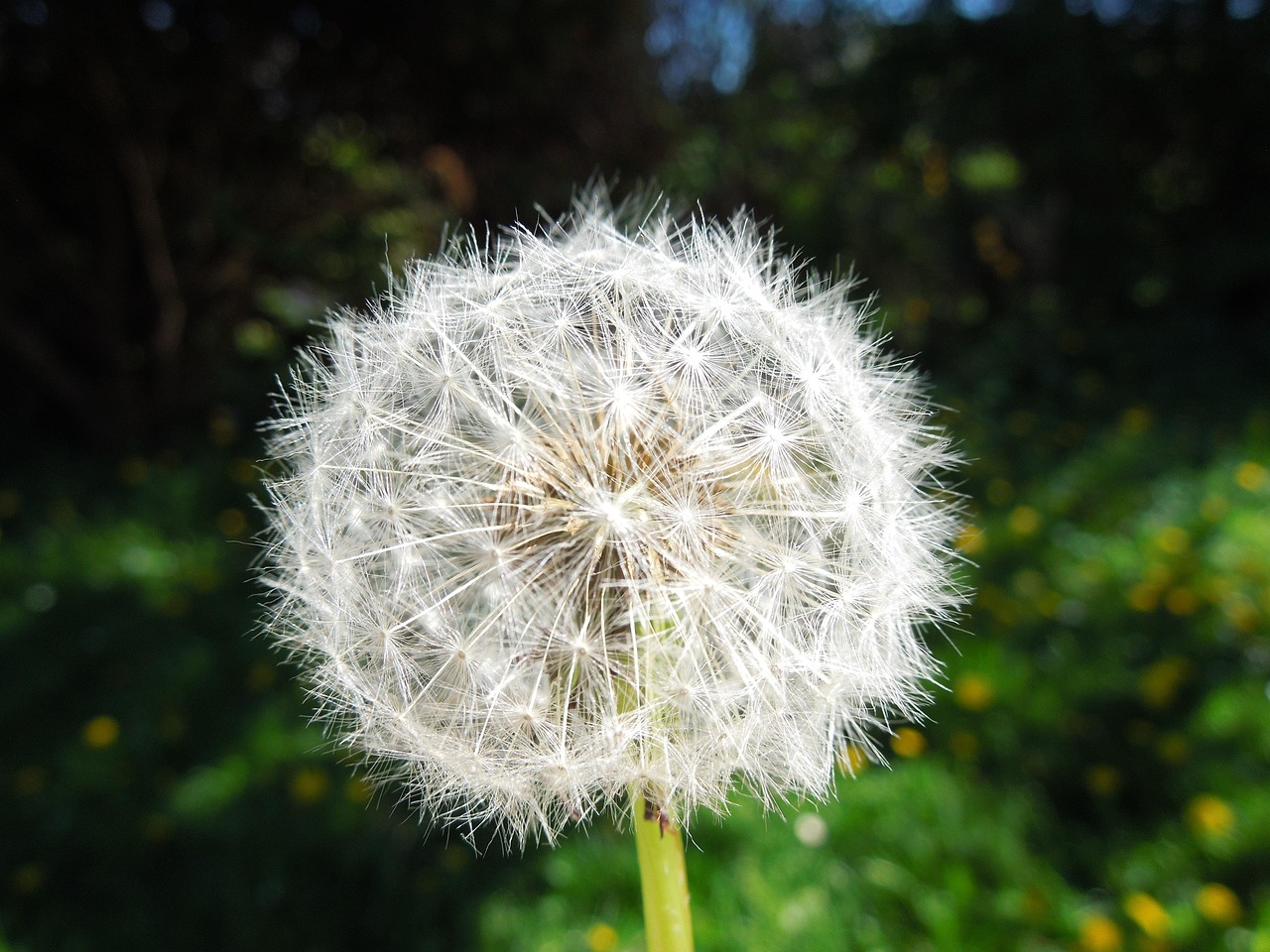 种子 花 自然 - Pixabay上的免费照片 - Pixabay