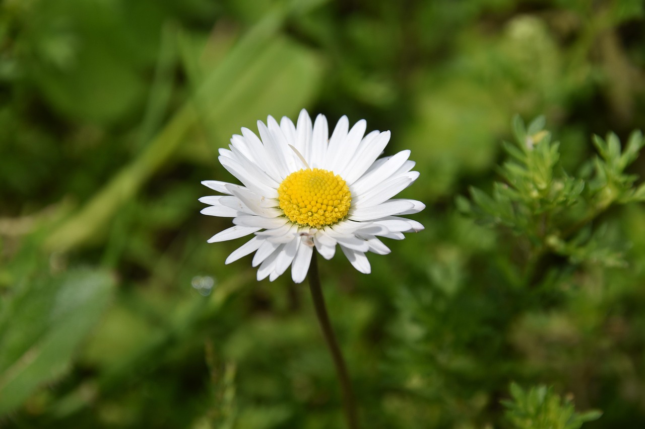 plus-de-100-images-de-paquerette-et-de-nature-pixabay
