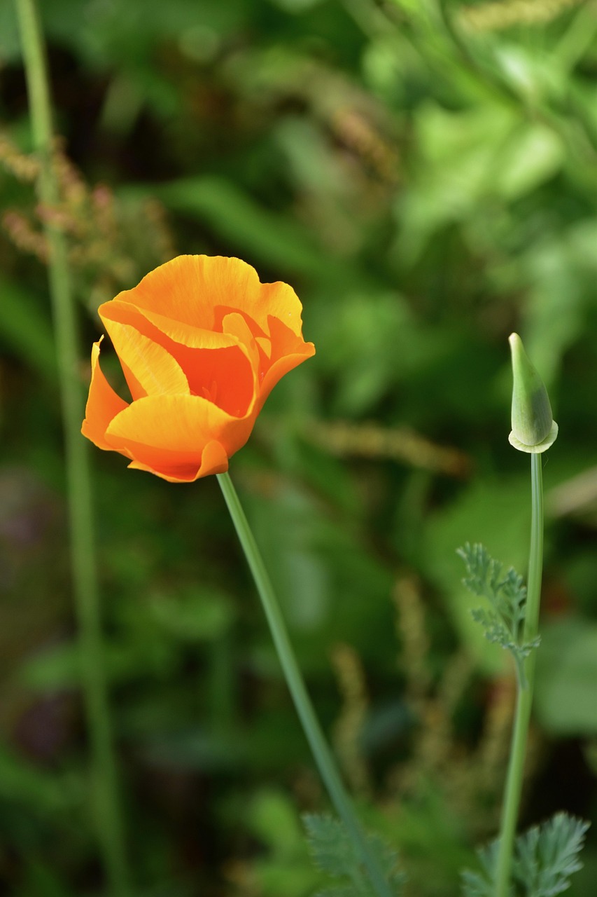 Orange Blossom Grön Stam Gröna Löv - Gratis foto på Pixabay - Pixabay