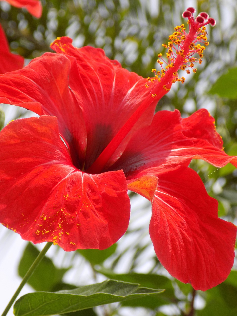 Rouge Fleur Exotique - Photo gratuite sur Pixabay - Pixabay