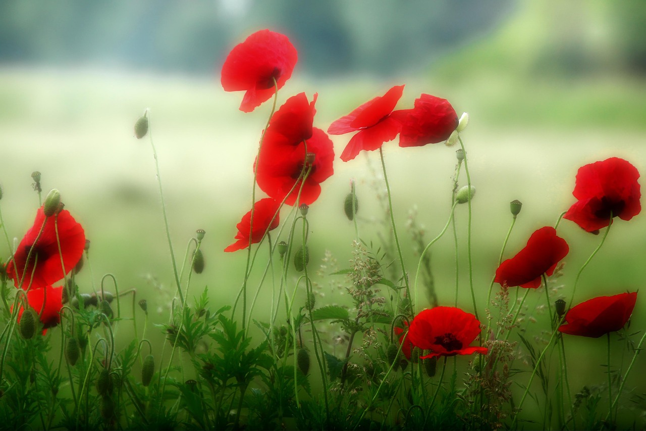 Mohn Blume Mohnblume - Kostenloses Foto auf Pixabay - Pixabay