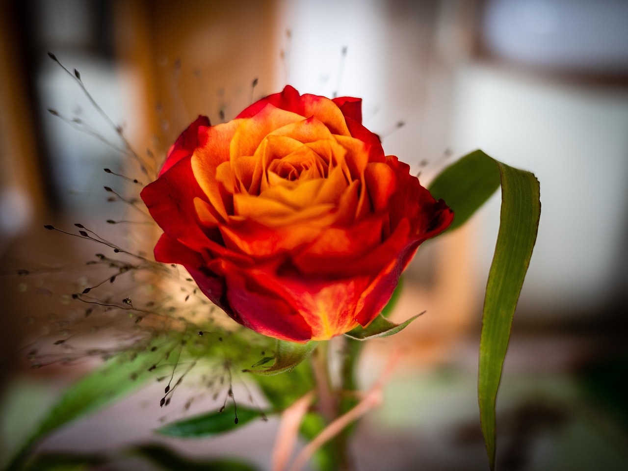 Rose Date D'Anniversaire - Photo gratuite sur Pixabay - Pixabay