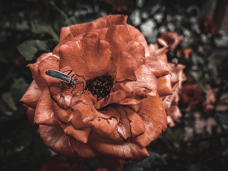 Free Flower Nature photo and picture