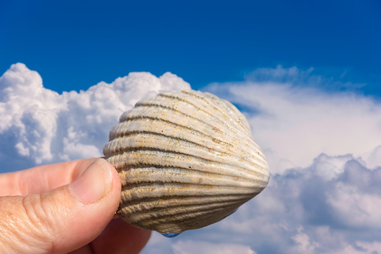 Shell Hand Finger Cloud - Free photo on Pixabay - Pixabay
