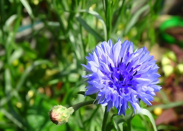 Free blue flower straw flower blue illustration