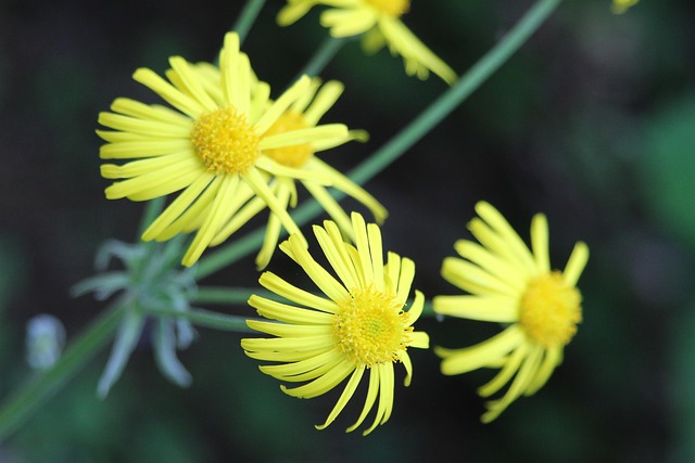 Free Macro Flower photo and picture