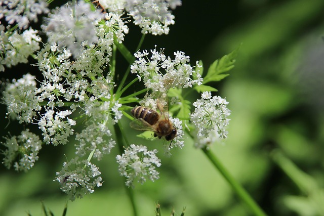Free Macro Flower photo and picture