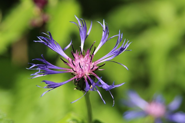 Free Macro Flower photo and picture