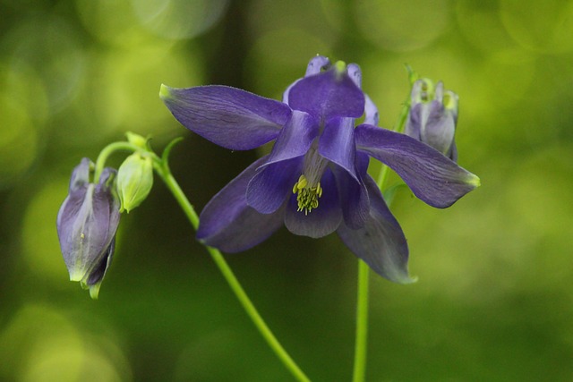 Free Macro Flower photo and picture
