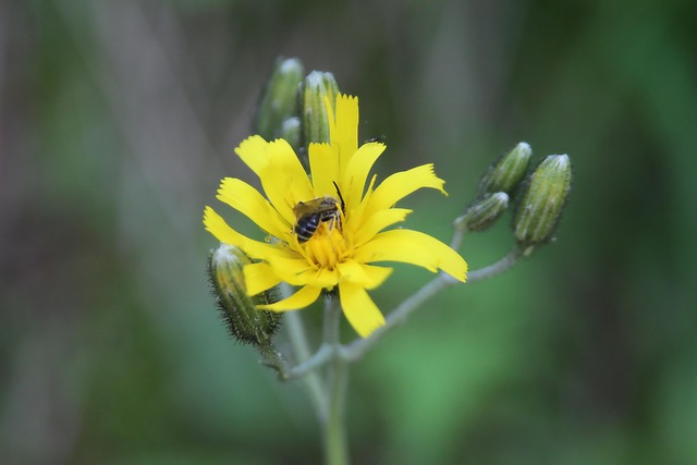 Free Macro Flower Wallpaper photo and picture