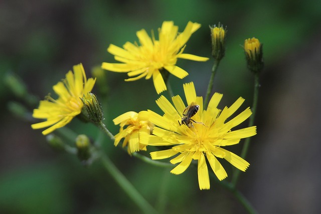 Free Macro Flower Wallpaper photo and picture