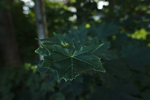 Esdoorn, Blad, Boom, Natuur, Seizoen