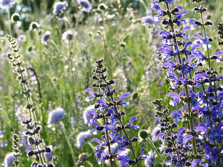 Salvia, Sauge Sauvage, Bloom, Prairie