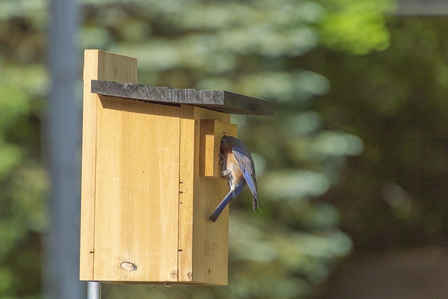 Free Bluebird Birdhouse photo and picture