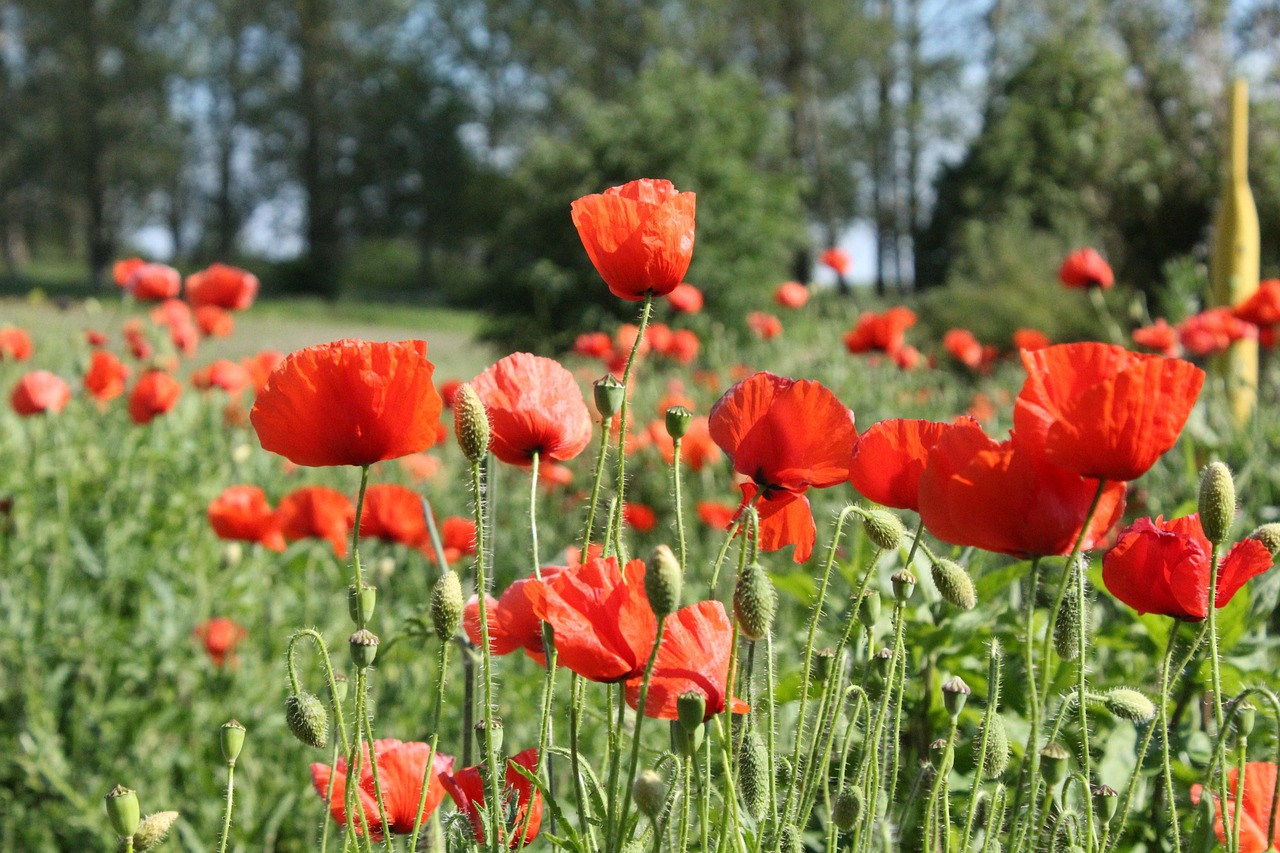 罂粟 罂粟花 开花 - Pixabay上的免费照片 - Pixabay