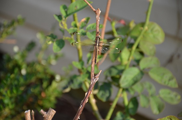 Libélula, Natureza, Inseto, Verão
