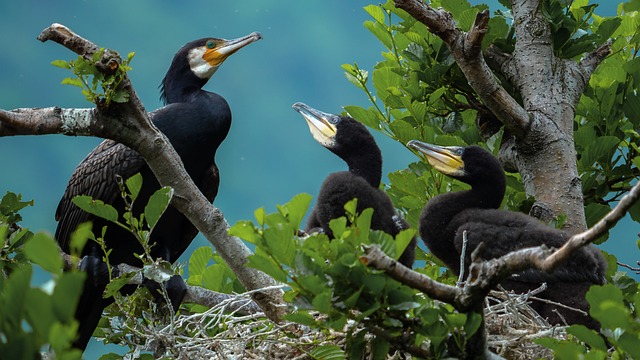 Kormoran, Vögel, Nest, Vogel, Küken