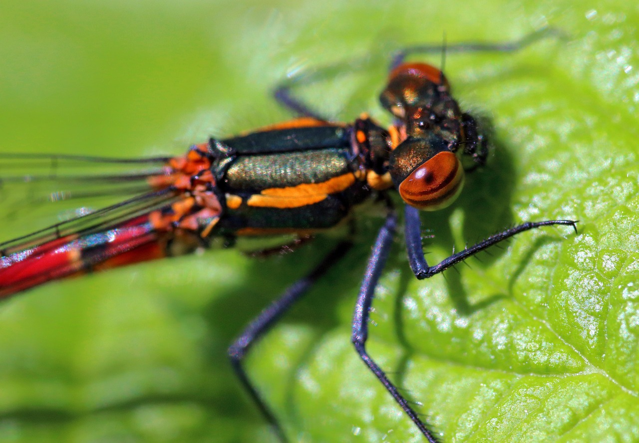 Pyrrhosoma Nymphula - free online jigsaw puzzle photo