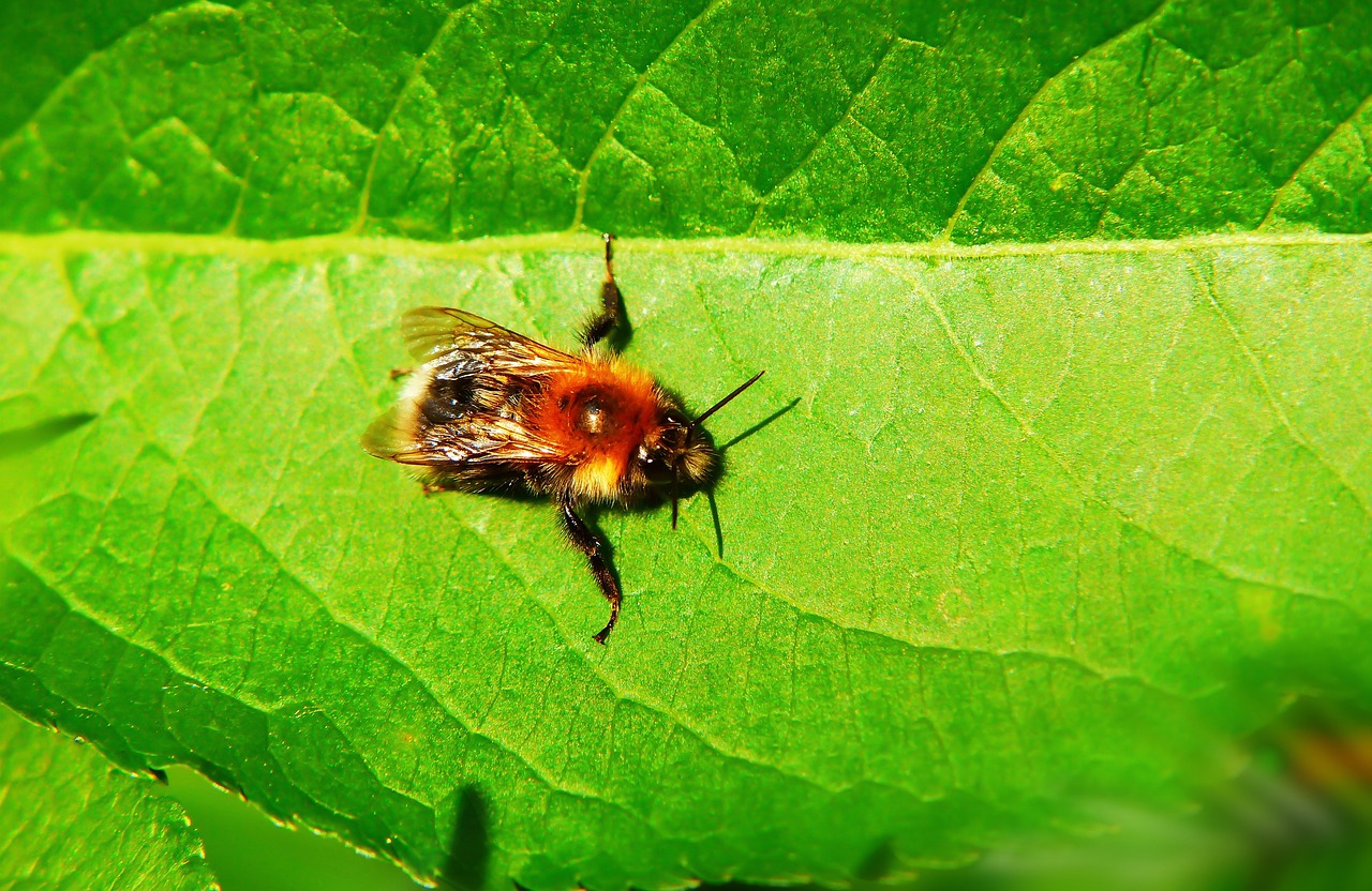 大黄蜂矿石 Pszczołowate 昆虫 - Pixabay上的免费照片 - Pixabay