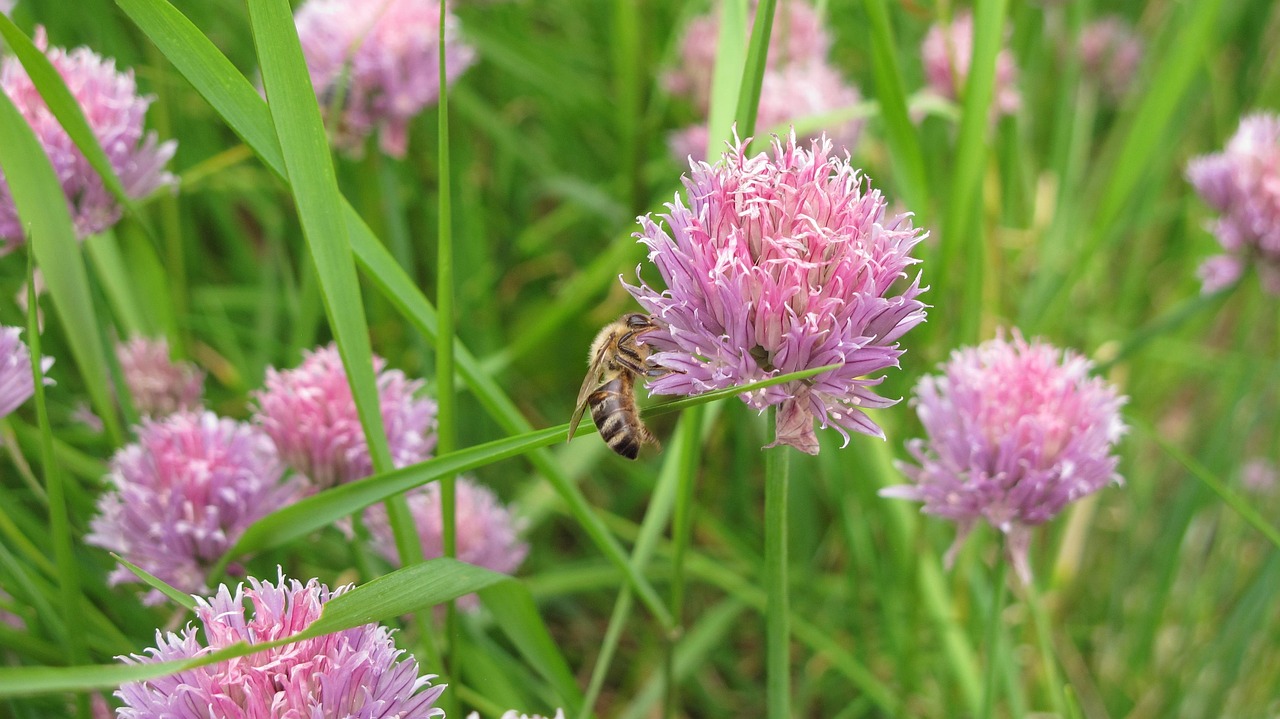 Bee Chives Herbs - Free photo on Pixabay - Pixabay