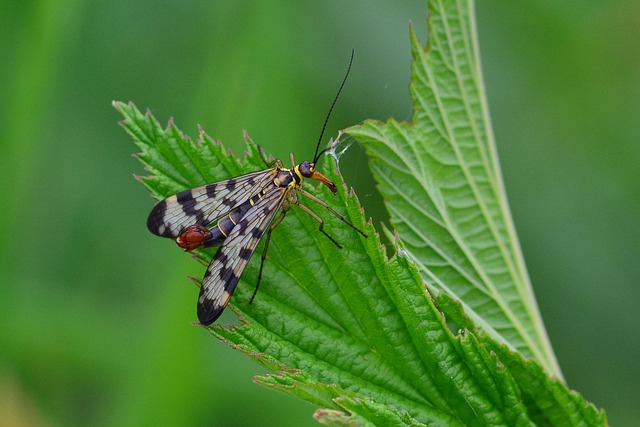 scorpion fly, insect, meadow, nature, close up, macro
