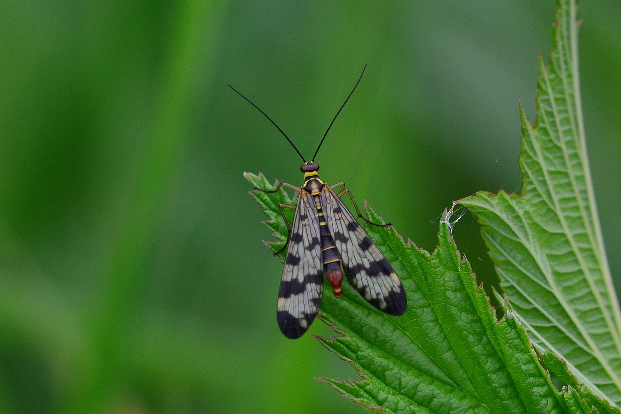 Scorpion Fly - free online jigsaw puzzle photo