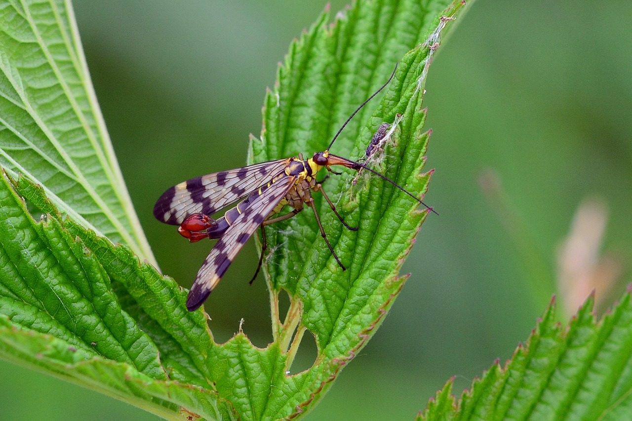 Scorpion Fly - free online jigsaw puzzle photo