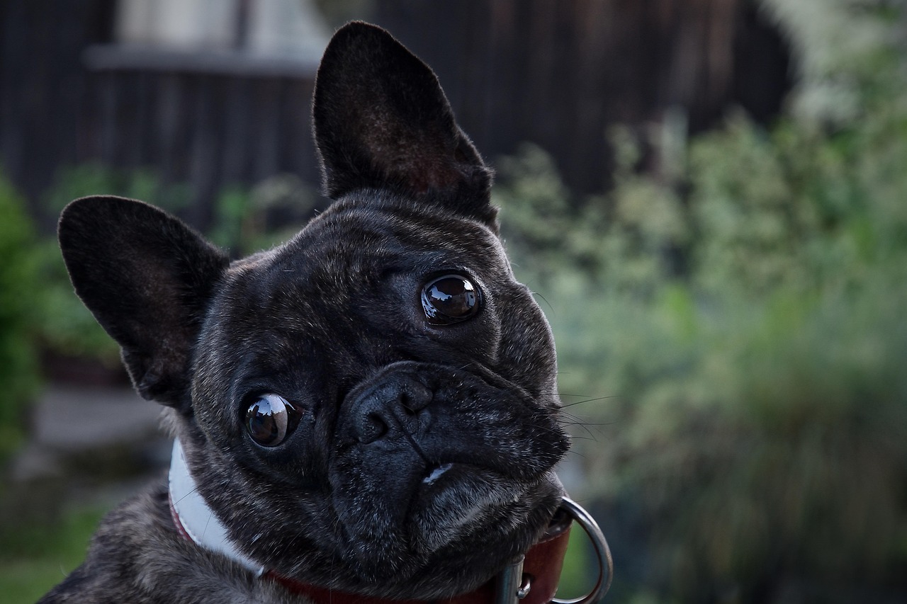 Dog - free online jigsaw puzzle photo