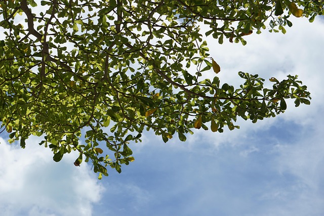 Free The Branches Of The Tree Intersect photo and picture