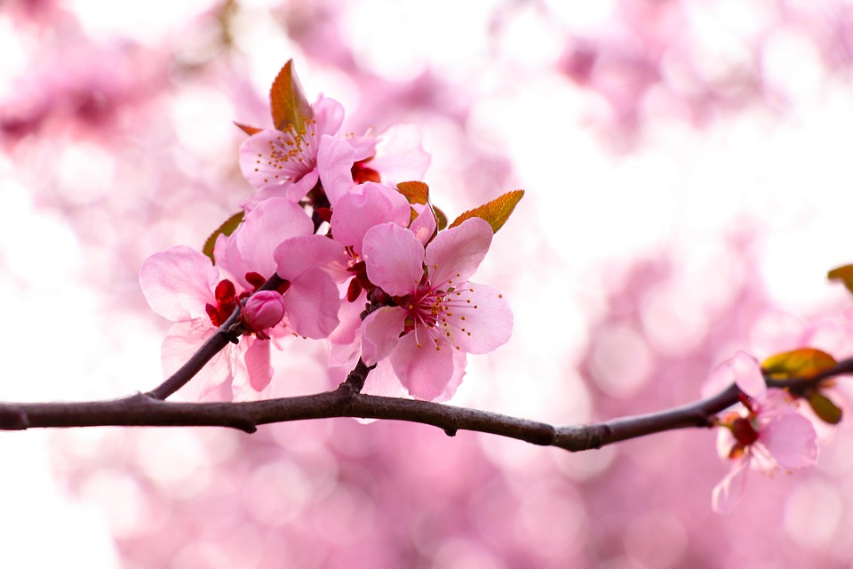 桃の花 春 ピンク - Pixabayの無料写真 - Pixabay