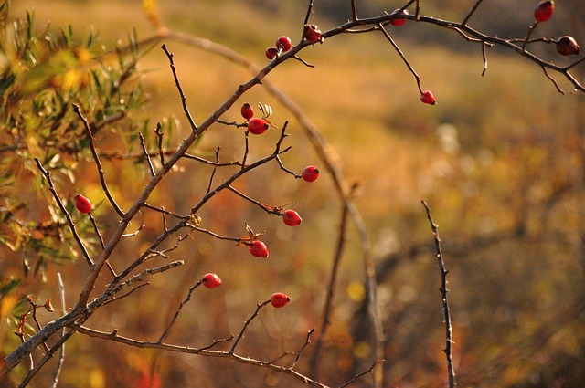 Herbst, Hagebutte, Wild, Draussen, Natur