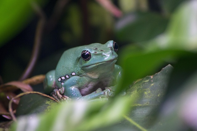 Sapo, Tropical, Exótico, Verde, Selva