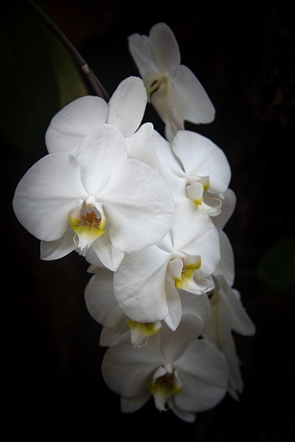 Free Flower Beautiful Flowers photo and picture