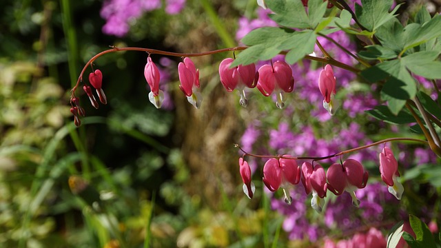 Gebroken Hart, Sierplant, Hart, Rood