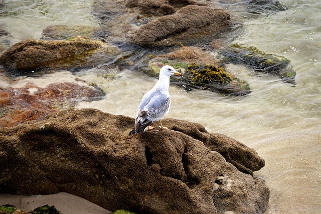 Free Seagull Nature photo and picture